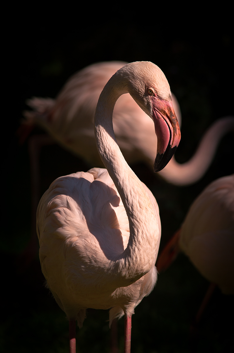 Flamingo