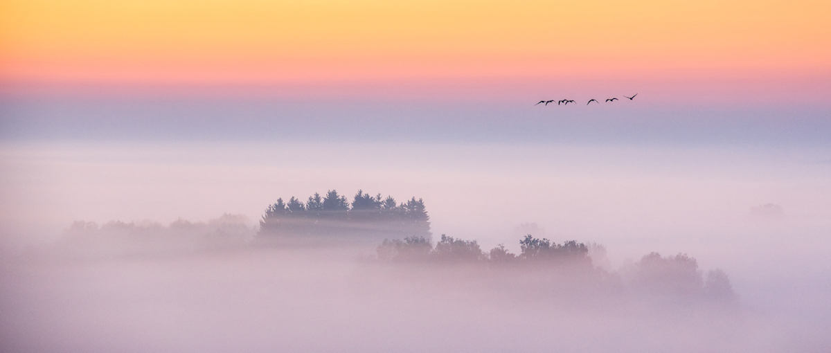 autumn morning with bird migration
