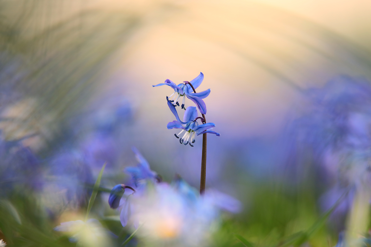 blooming dream