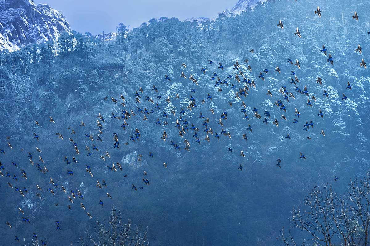 A poetry in blue