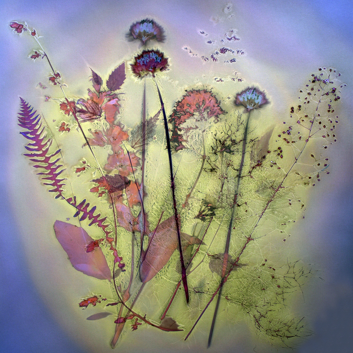 Wild Garden