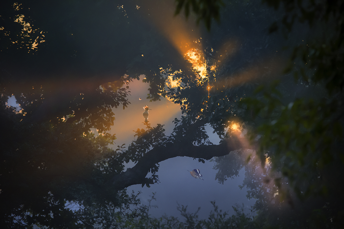 MORNING MIST