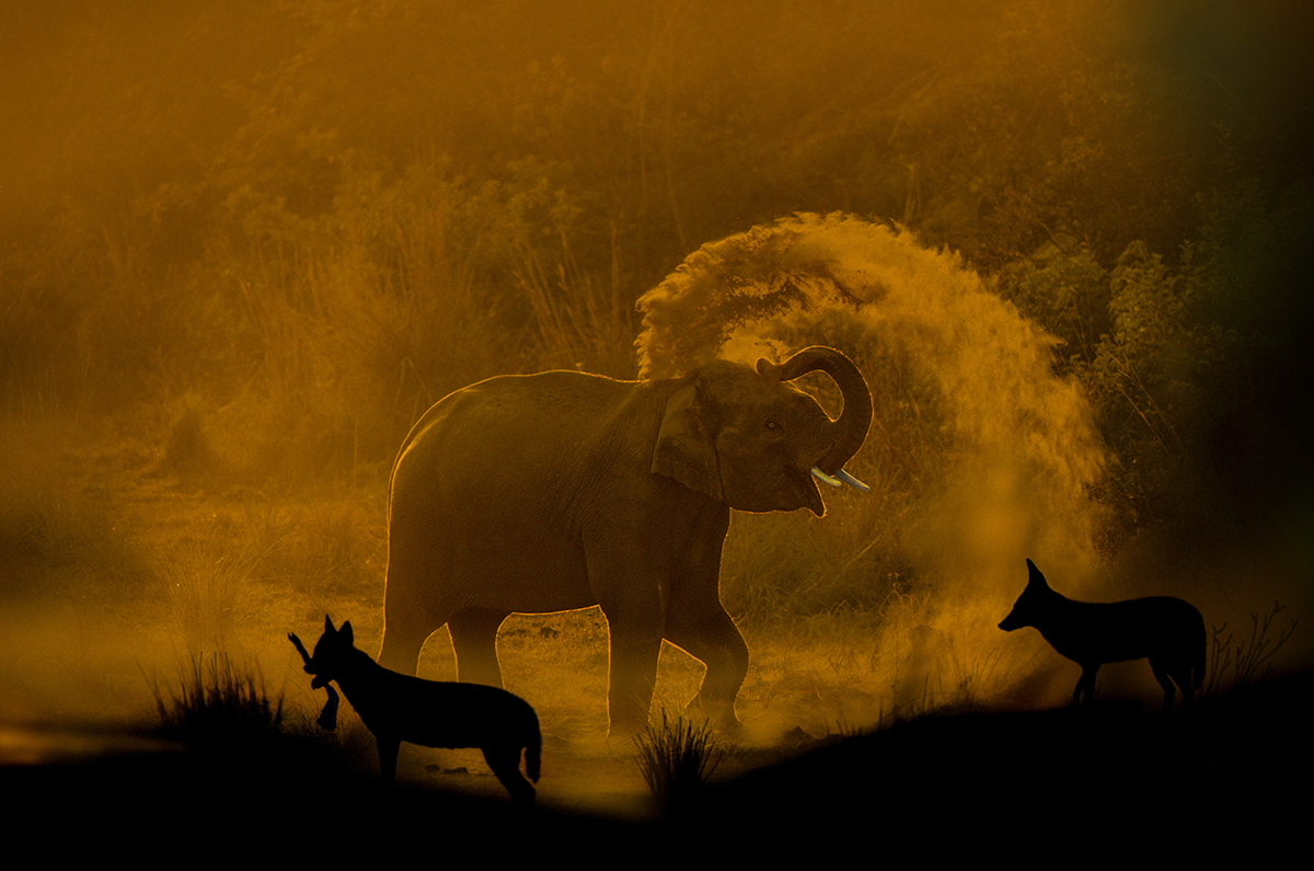 DUST BATH