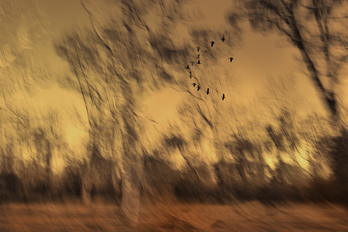 TREE SCAPE