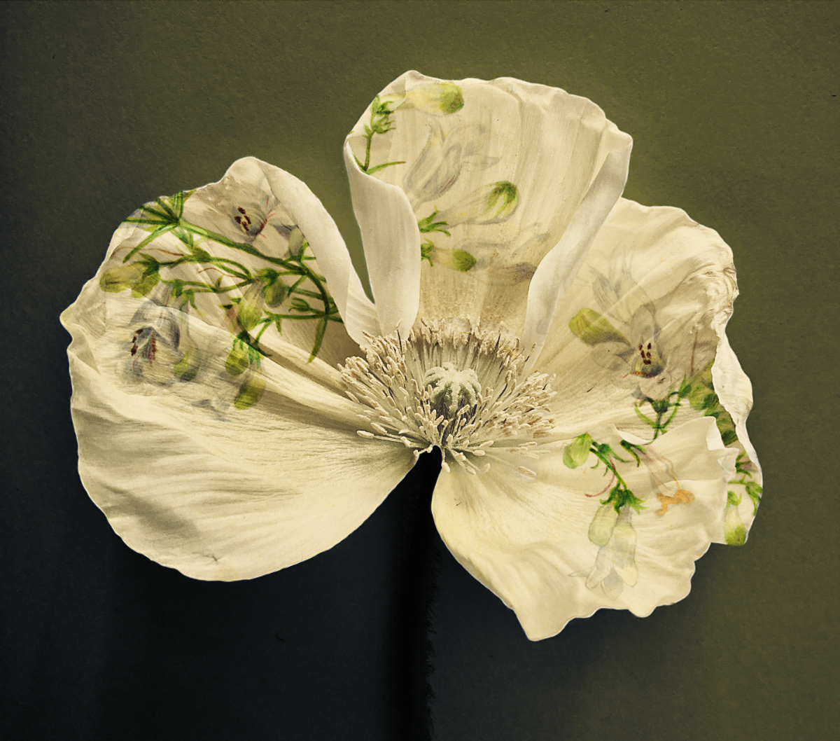 Papaver Vaux Walcott
