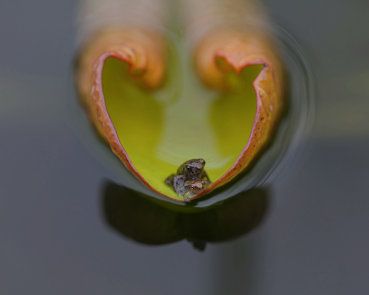 frog love