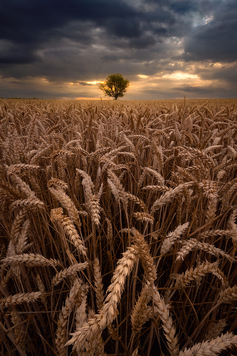 Harvest