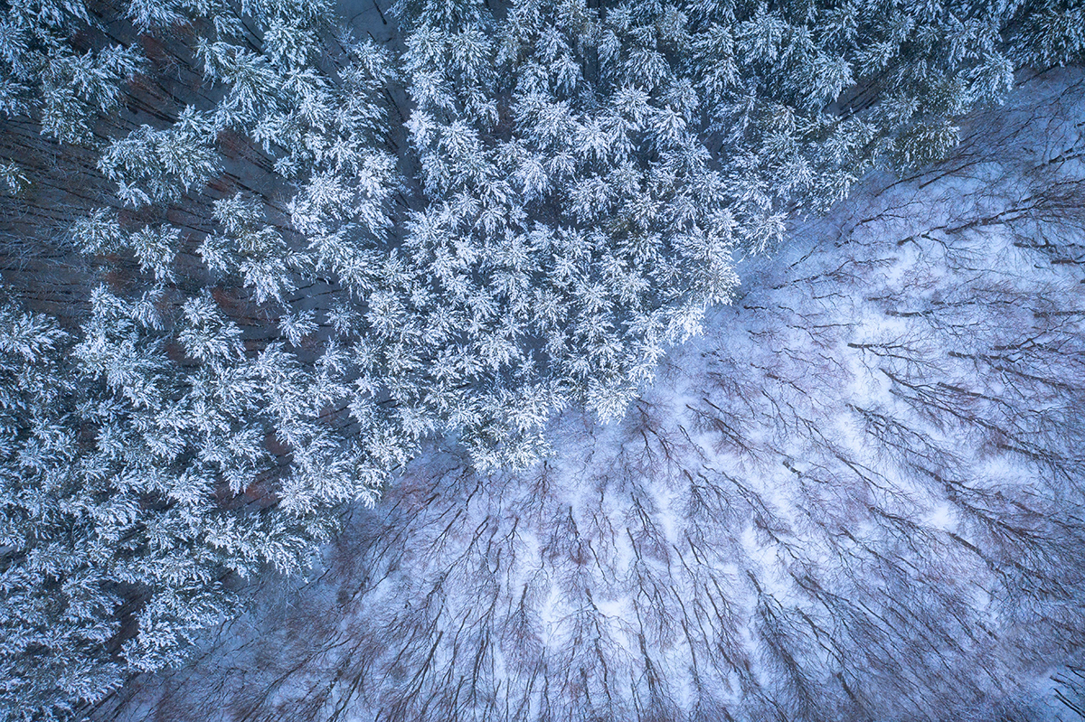 White Border