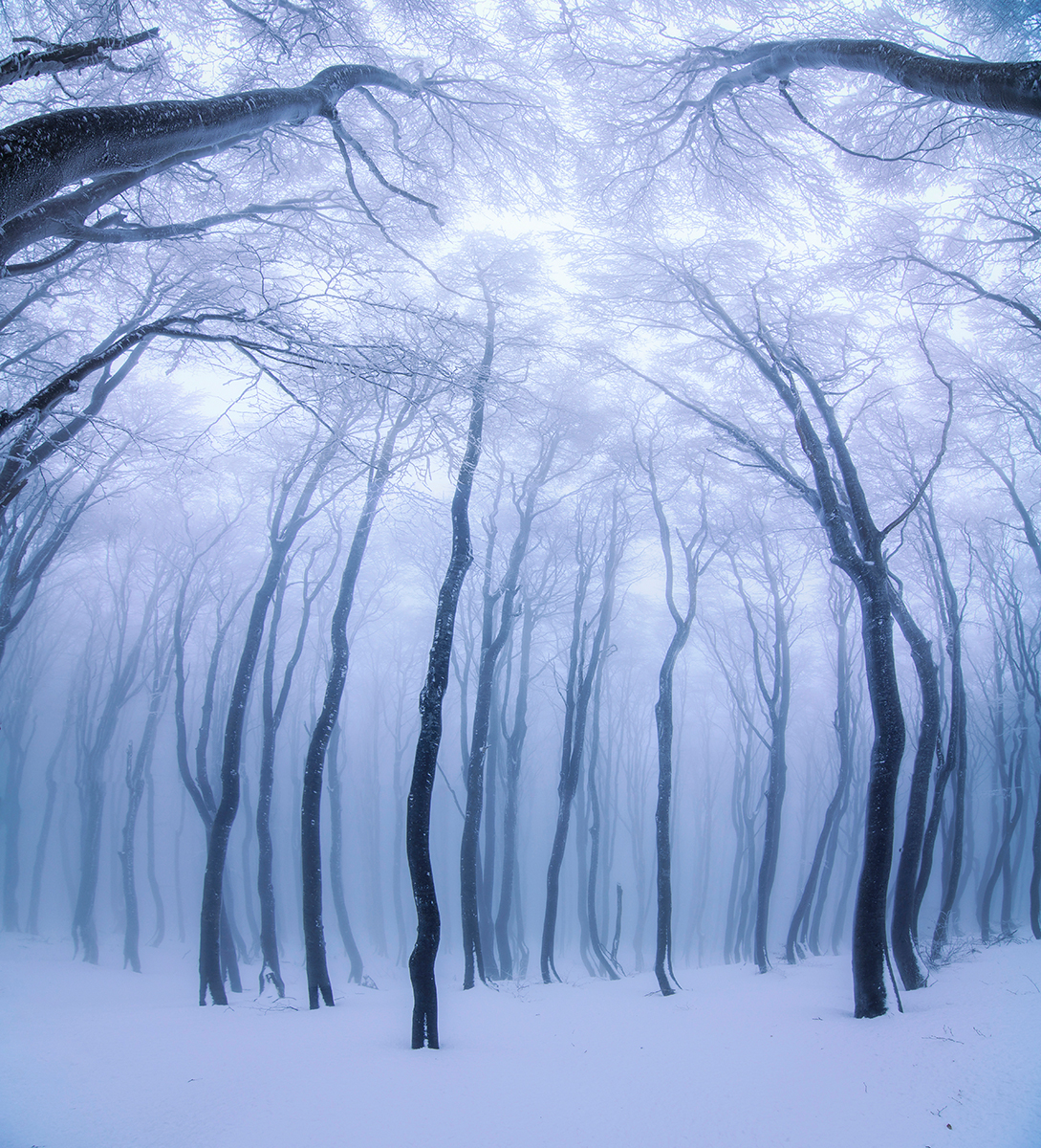 Forest Fairytales