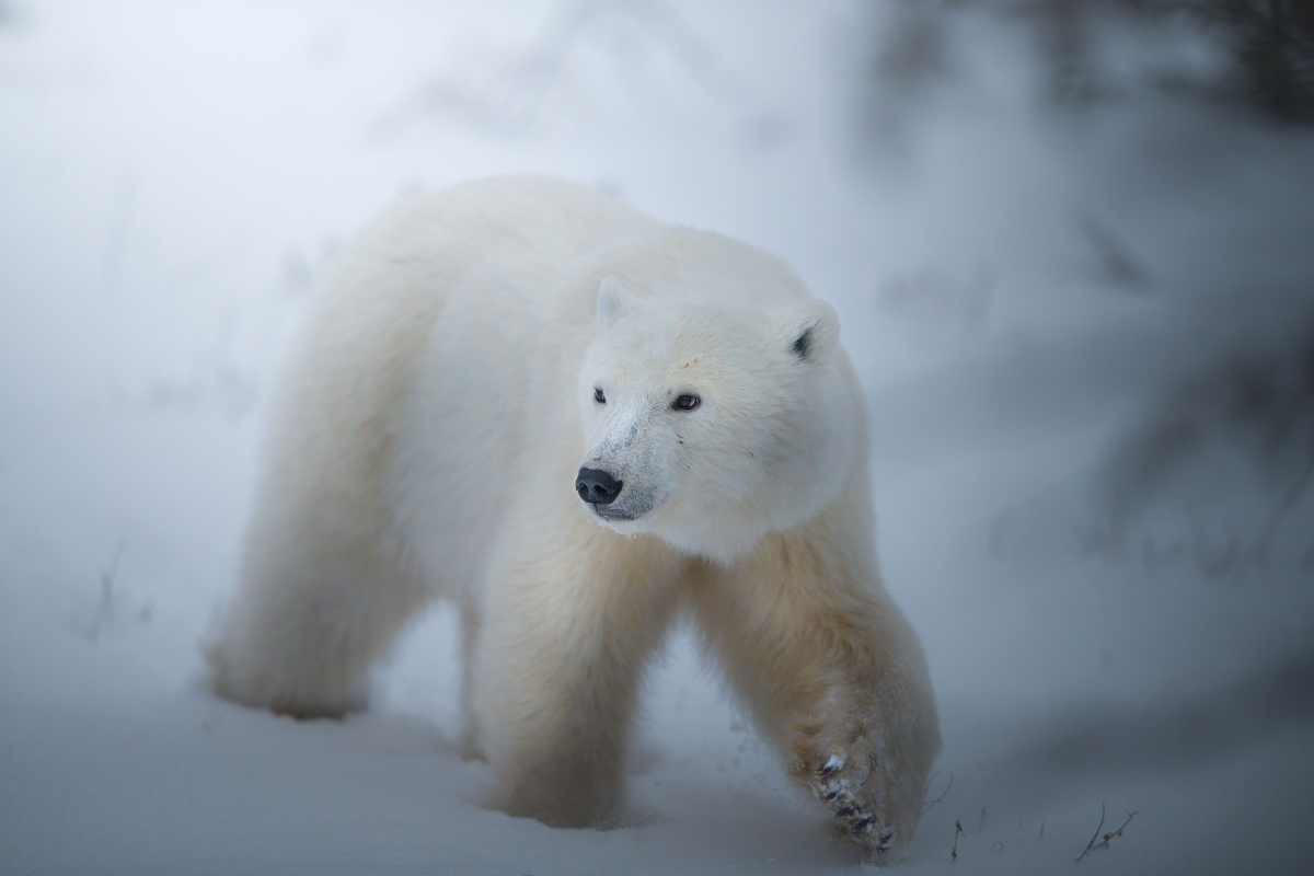 His Majesty the Polar Bear