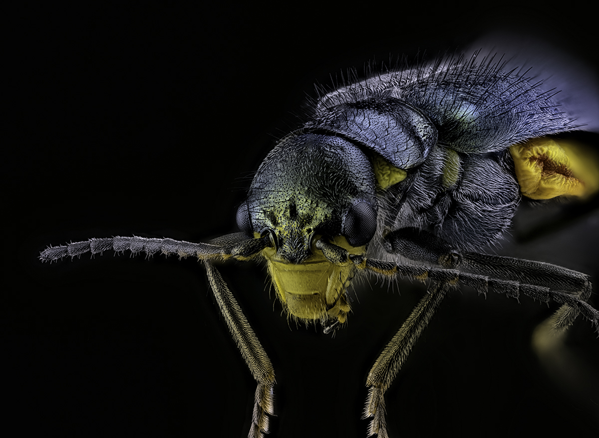 Malachite beetle
