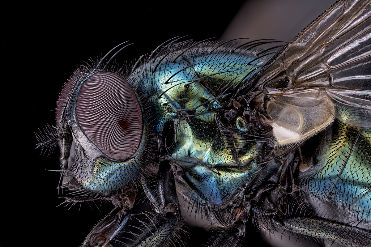 Common green bottle fly (Lucilia sericata)