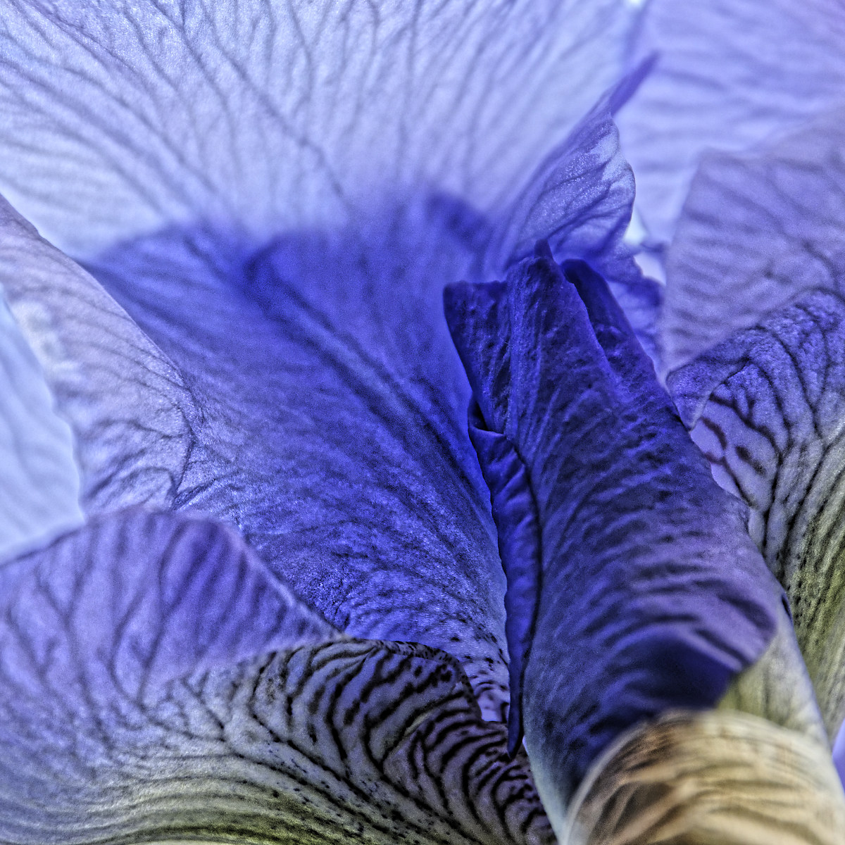 Purple and mauve