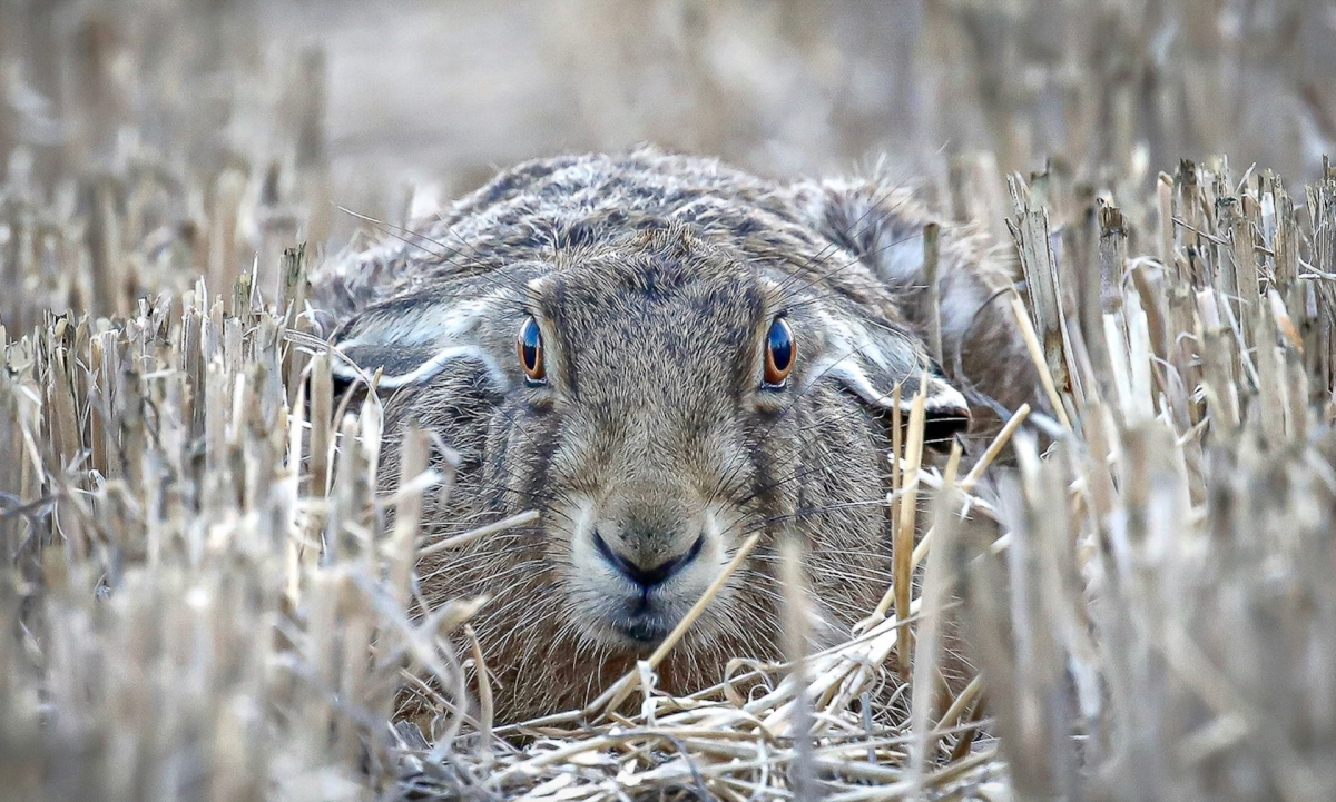 Hare Lying Down