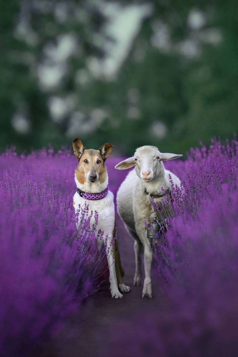 Shepherd and his sheep