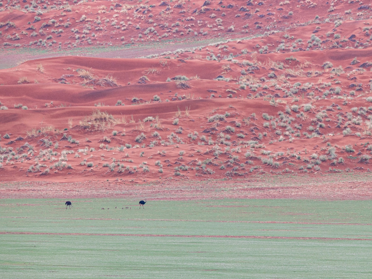 Family Trip in the Namib