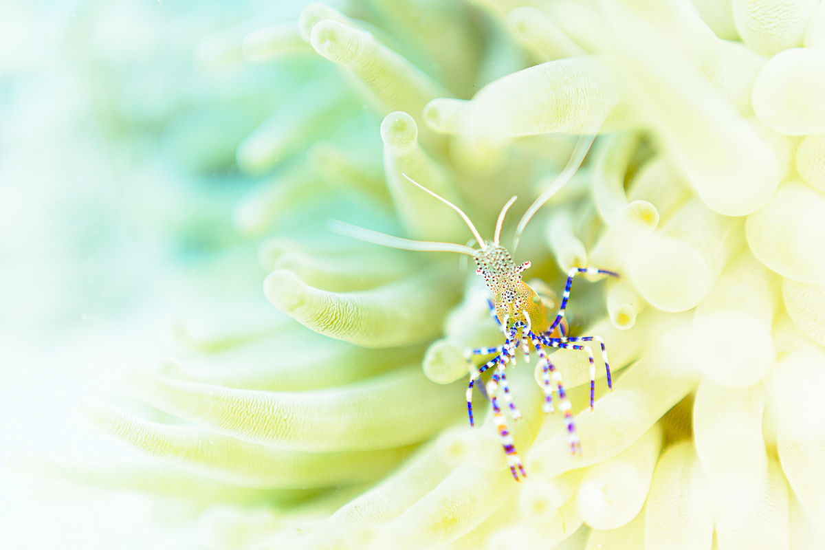 Spotted Cleaner Shrimp, Periclimenes yucatanicus. Curaçao, Lesser Antilles, Caribbean.