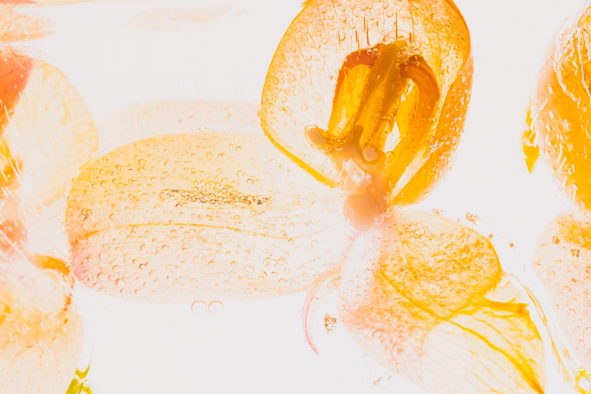 Flowers in ice