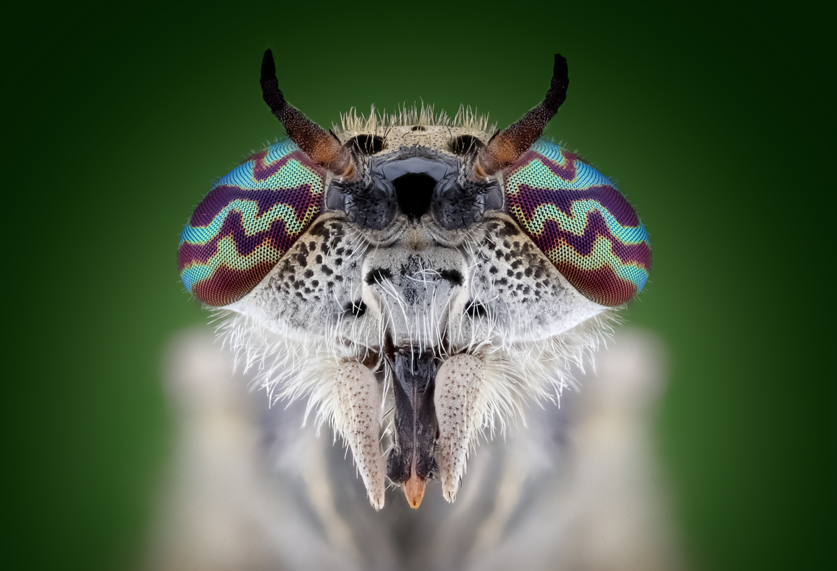 Horsefly