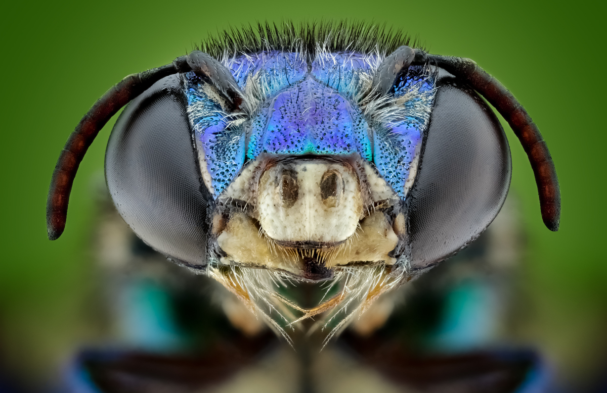 Euglossa Tropical Bee