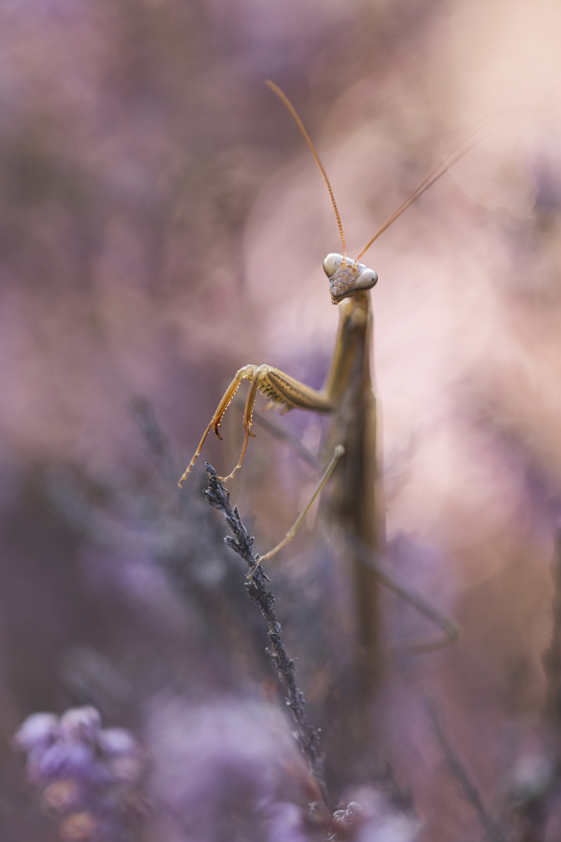 Mantis Religiosa