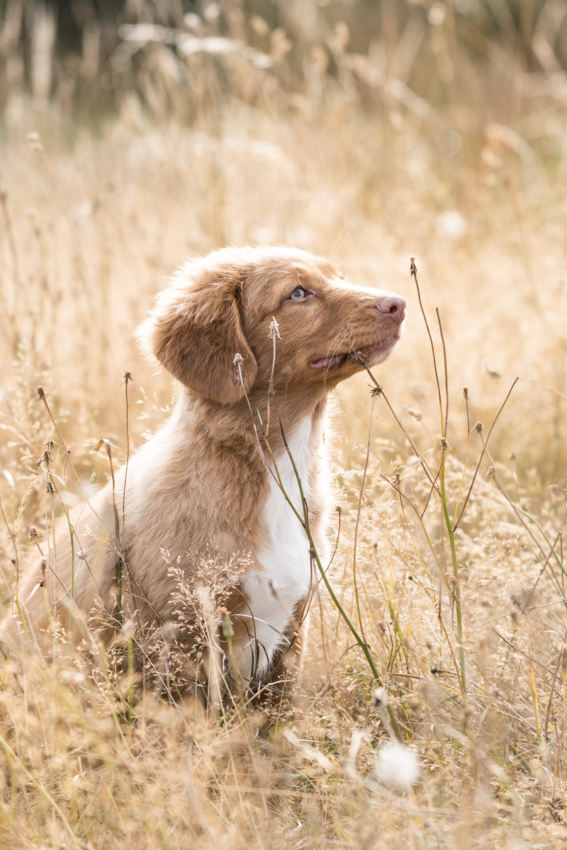 Golden puppy