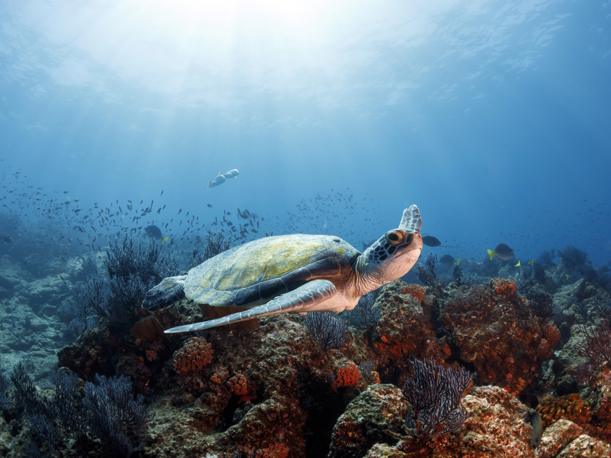 Flying underwater