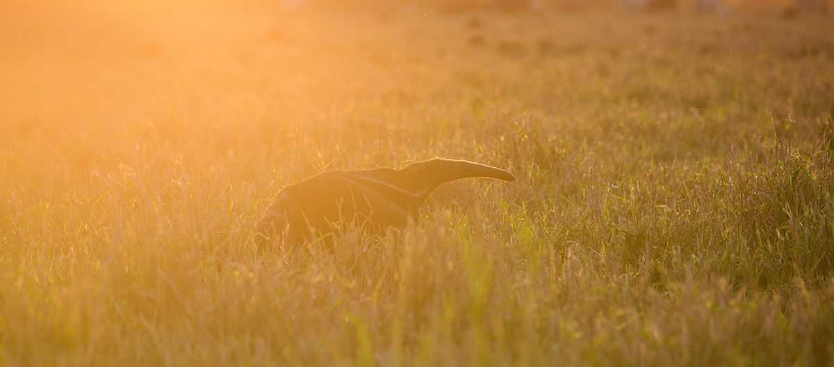 Giant Anteater at Sunset