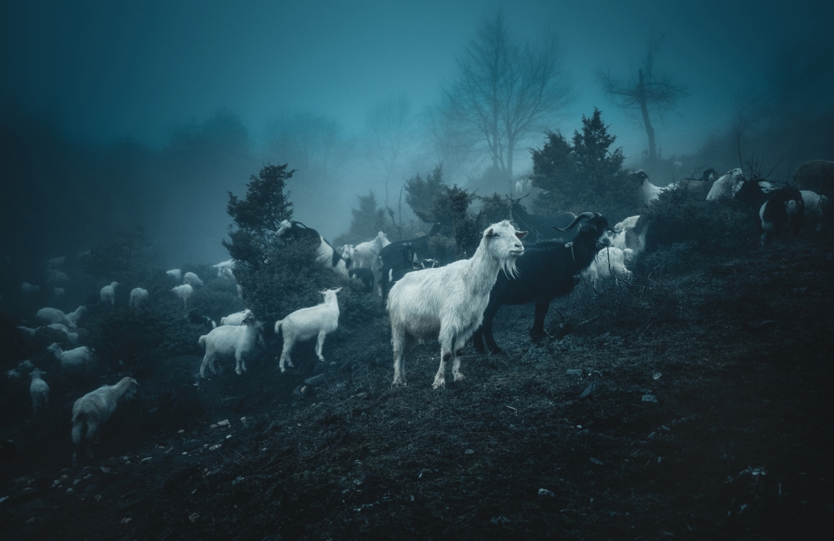 White walkers
