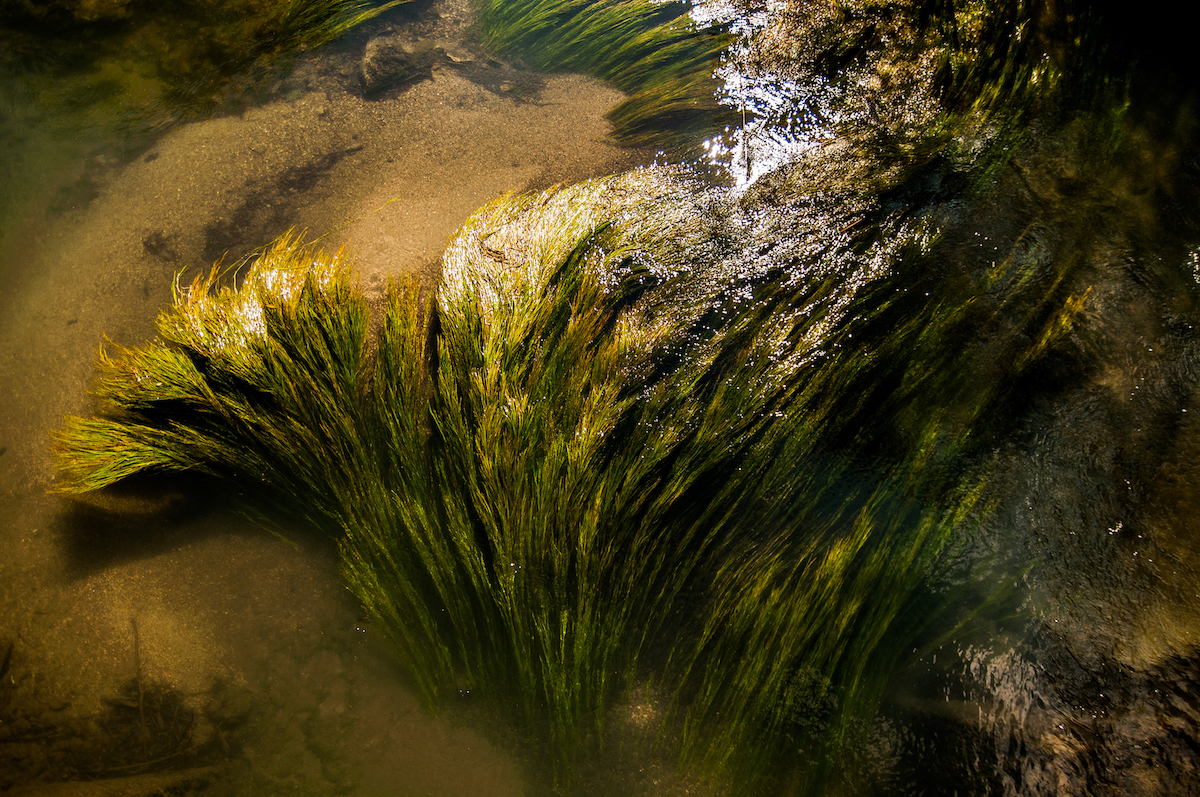 Seaweeds