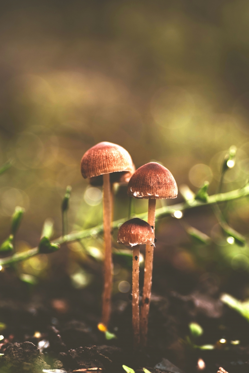 Natura