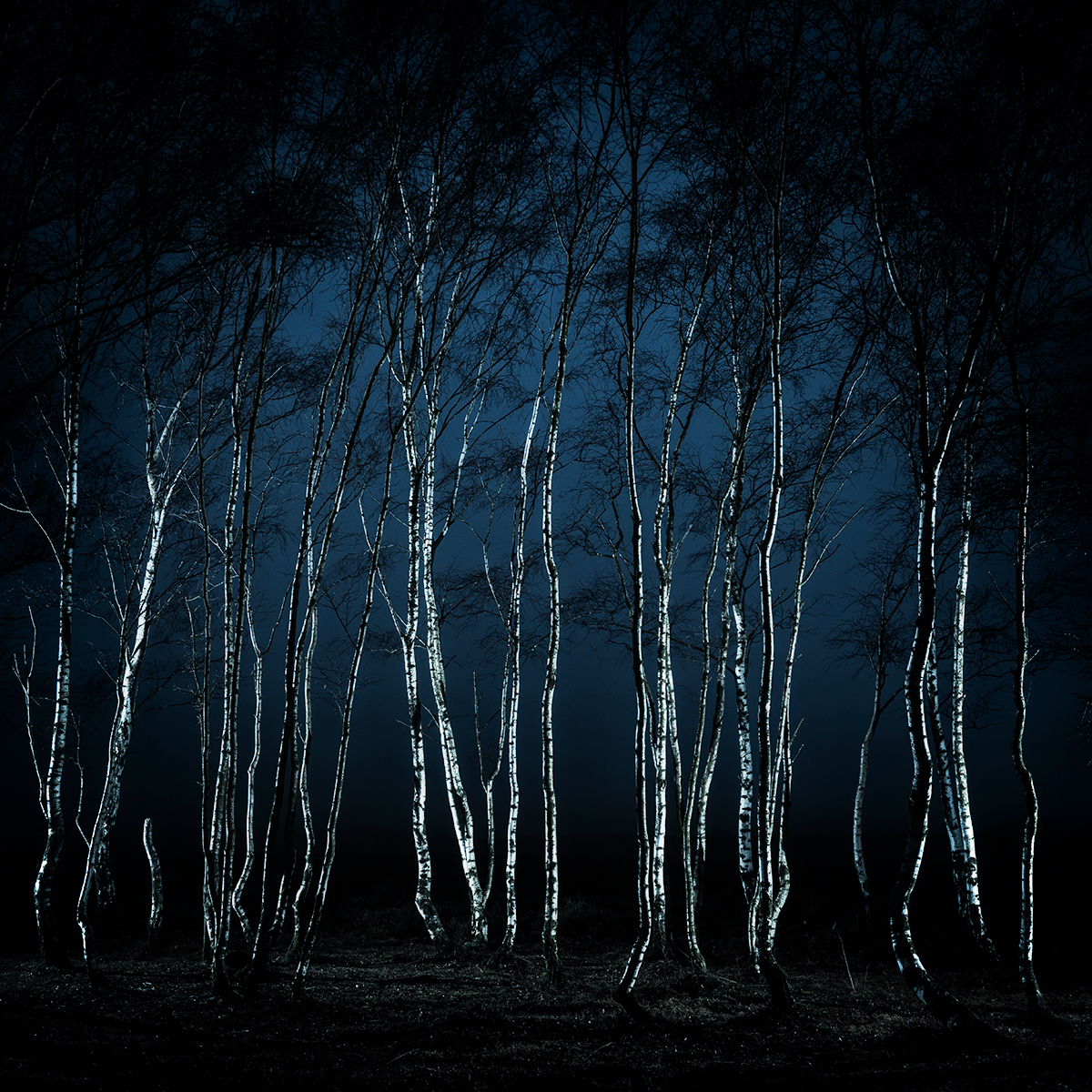 Mystic Birches
