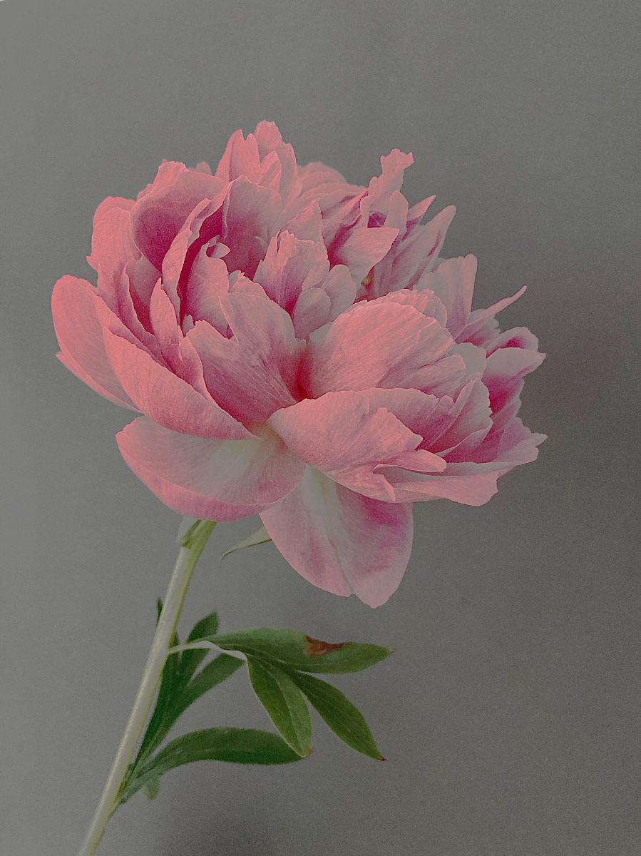 By itself | my head bows |... PEONY! - after Ogawa Kazumasa