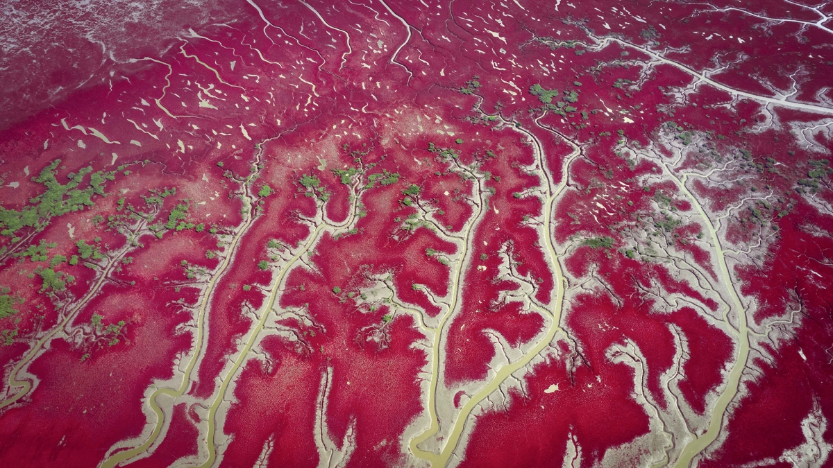 Earth blood