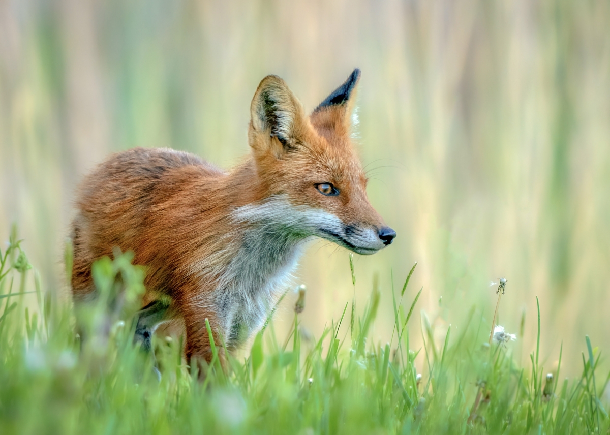 Red Fox at Golden Hour