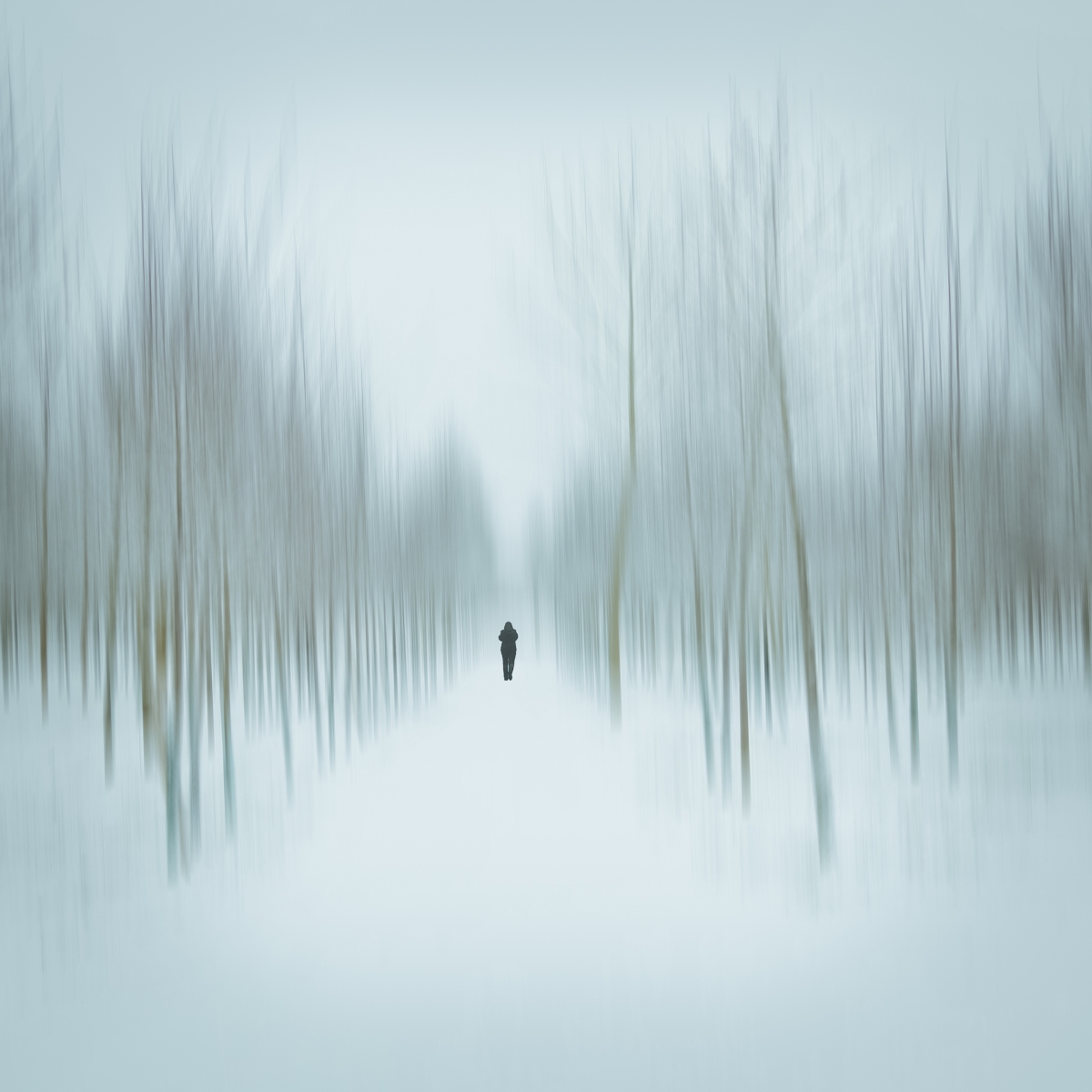 winter forest