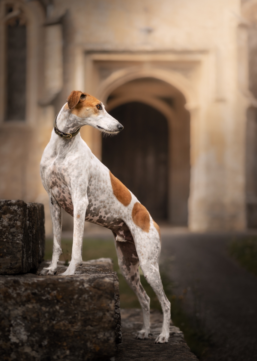 Lurcher