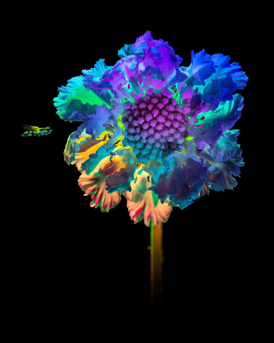 Unstill Life