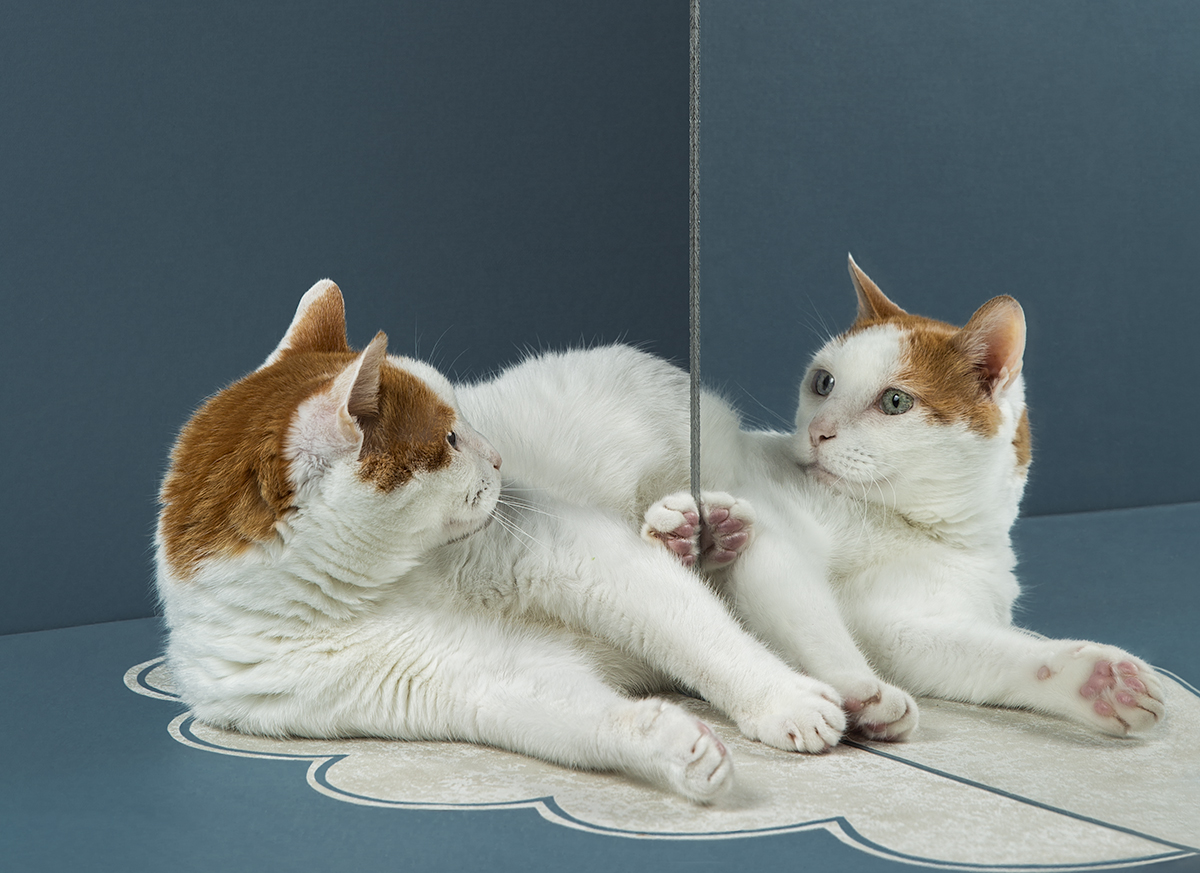 Cat reflection