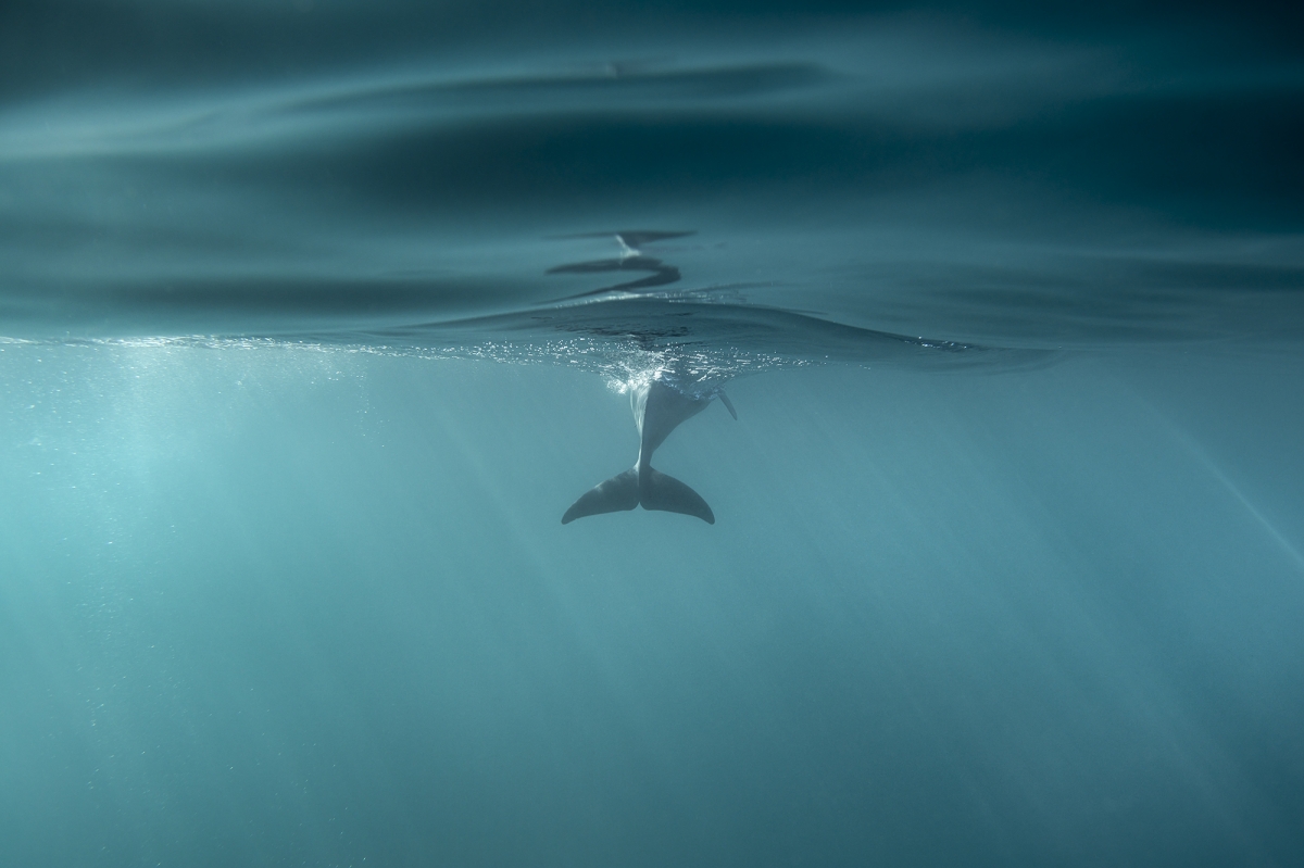 Split Fin