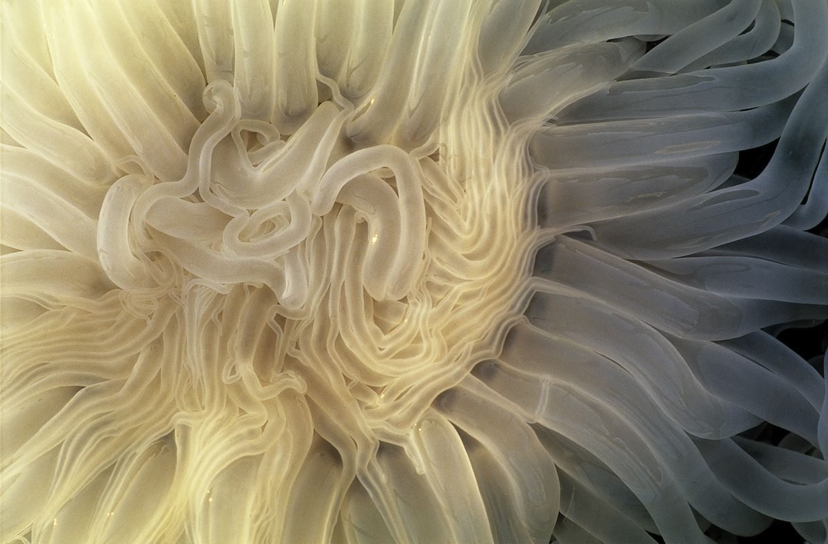 Peacock Anemone 3