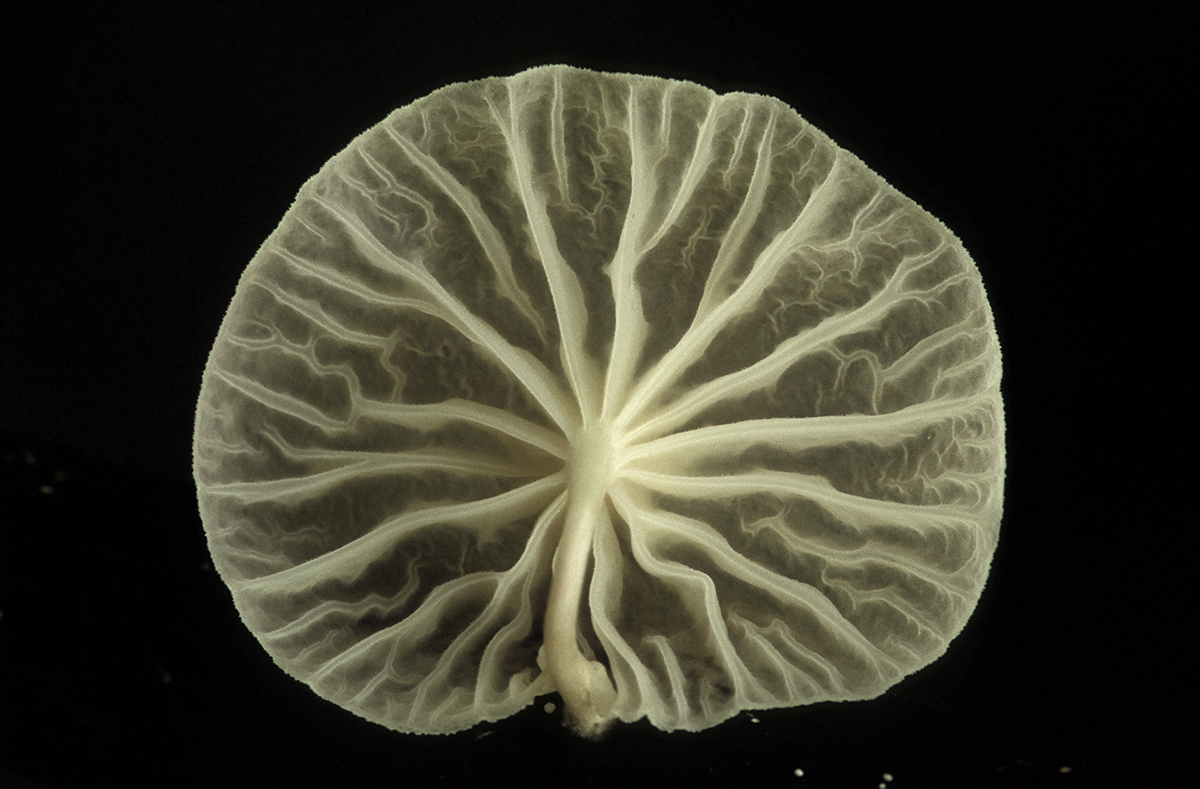 White Fungus