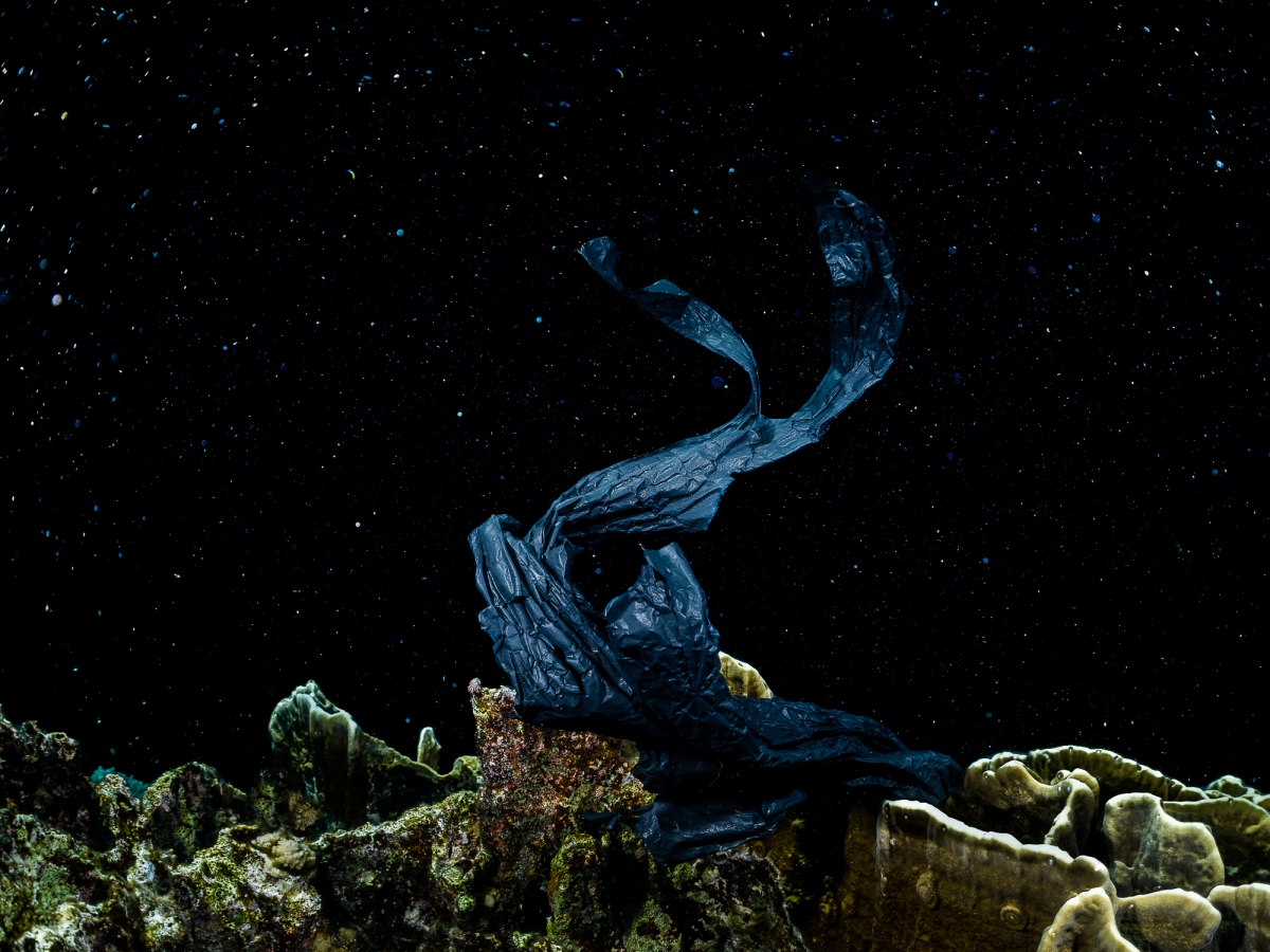 Modern Rabbit underwater