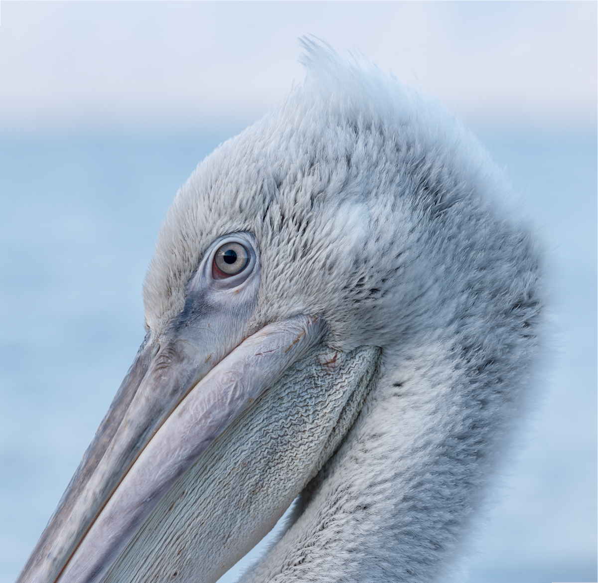 Juvenile Pelican