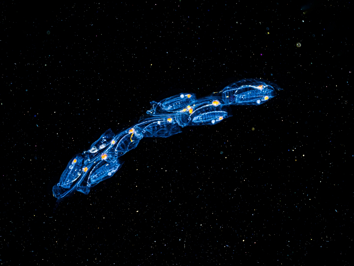 Spaceships. Colony