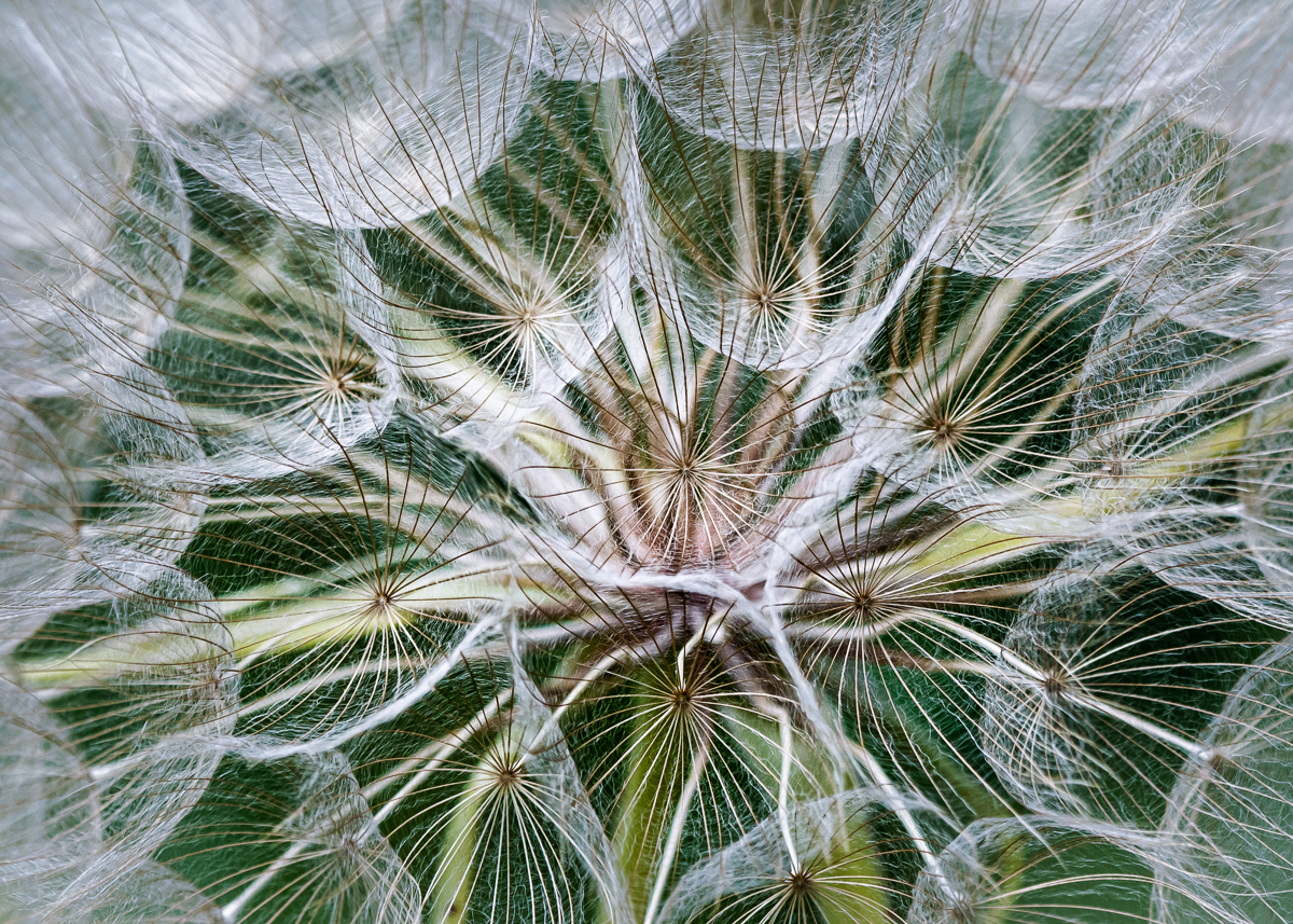 Salsify Me