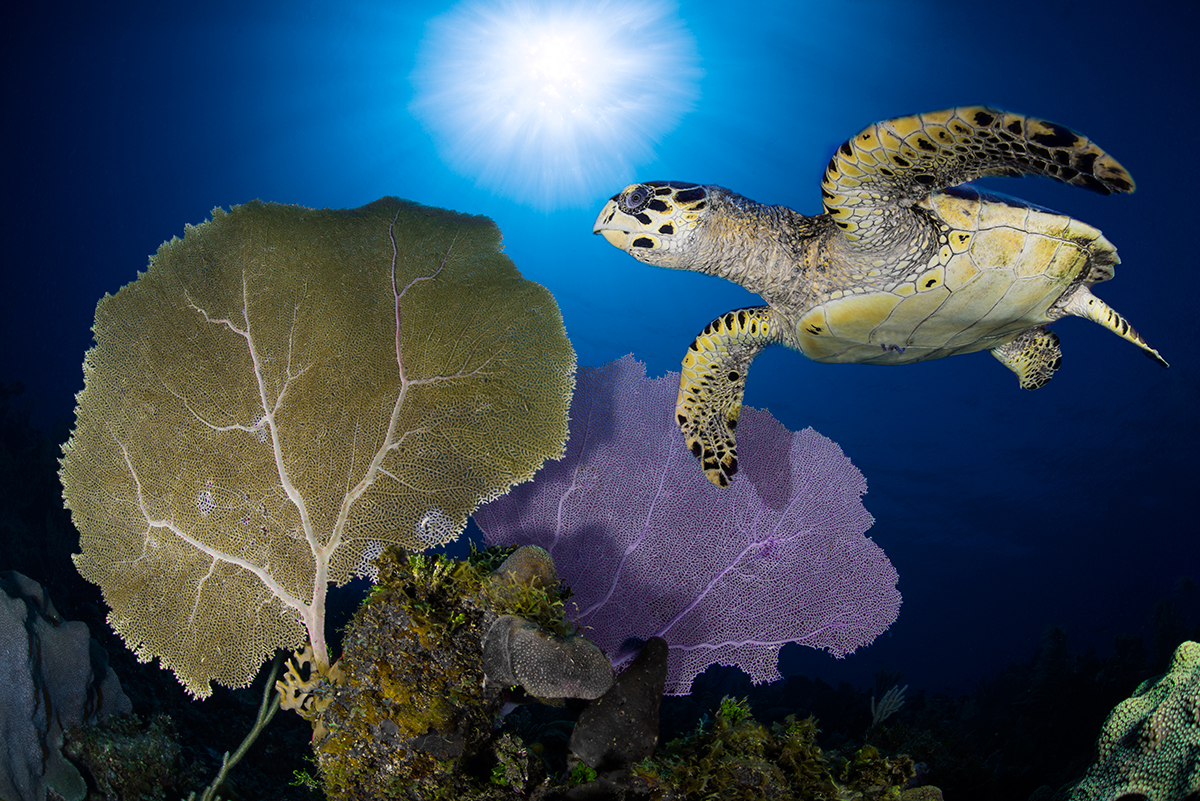 turtle fly-by