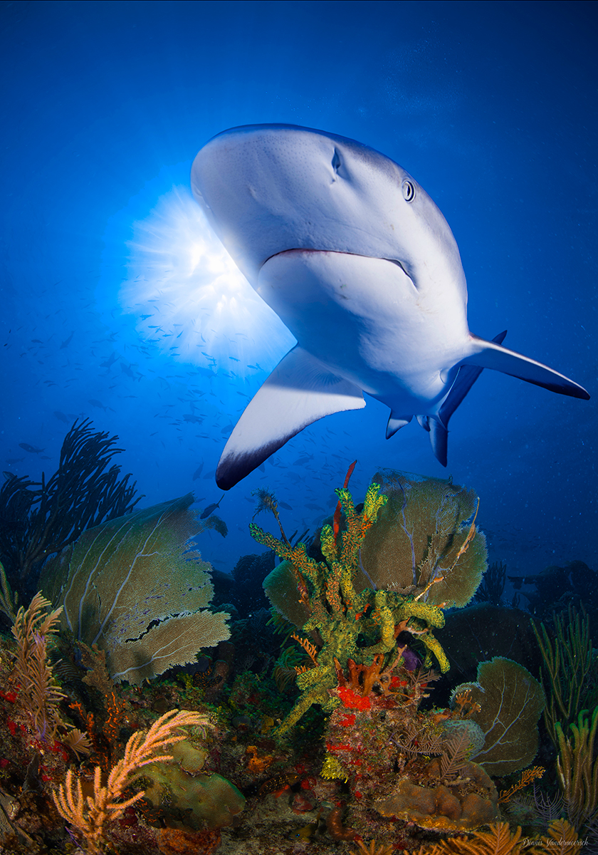 Carribean reef shark