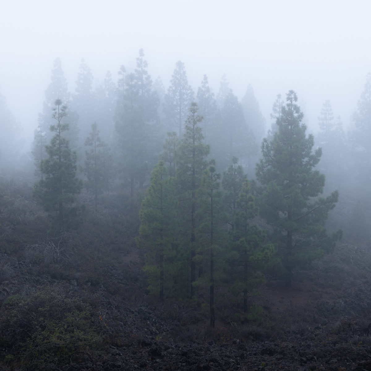Trees in the Fog
