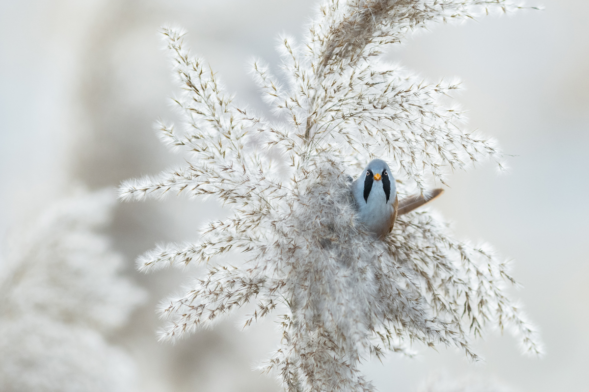 Bearded Reedling